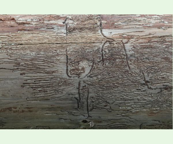 Lykožrút korunový