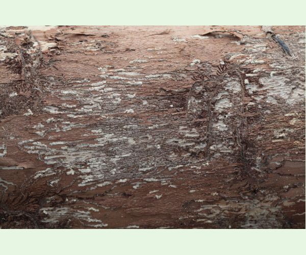 Lykožrút korunový