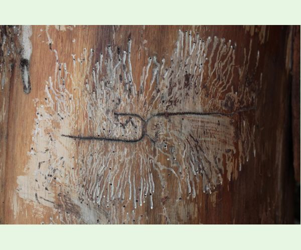 Lykožrút korunový