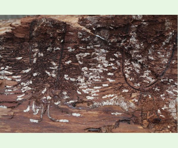 Lykožrút korunový