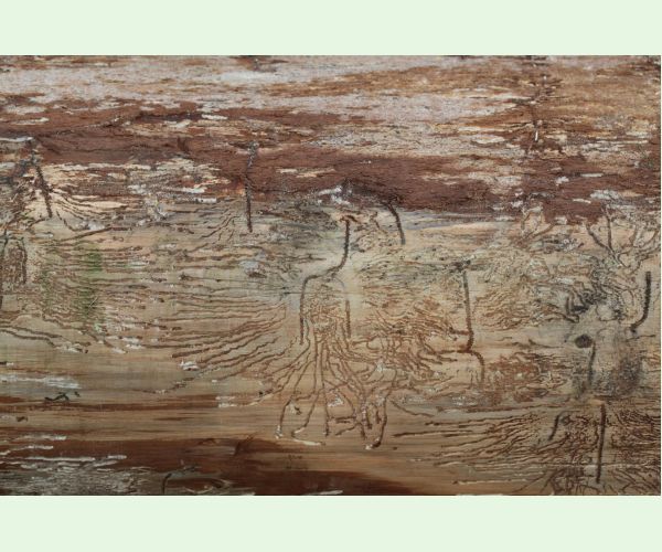 Lykožrút korunový