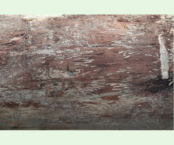 Lykožrút korunový