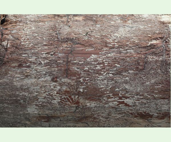 Lykožrút korunový