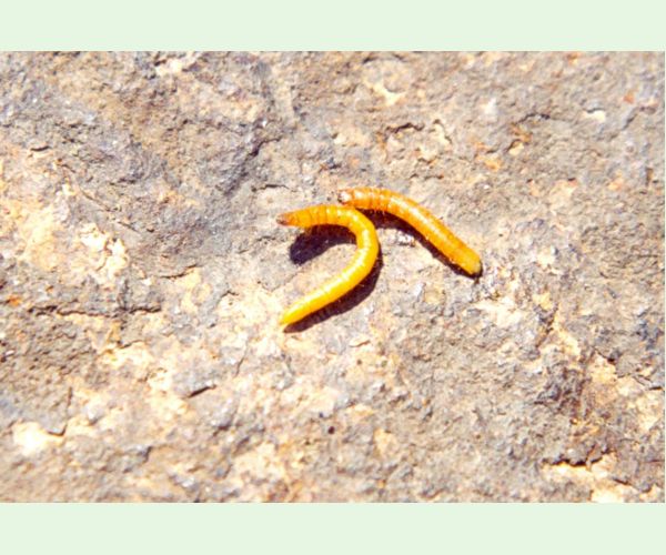 Kováčikovité Elateridae