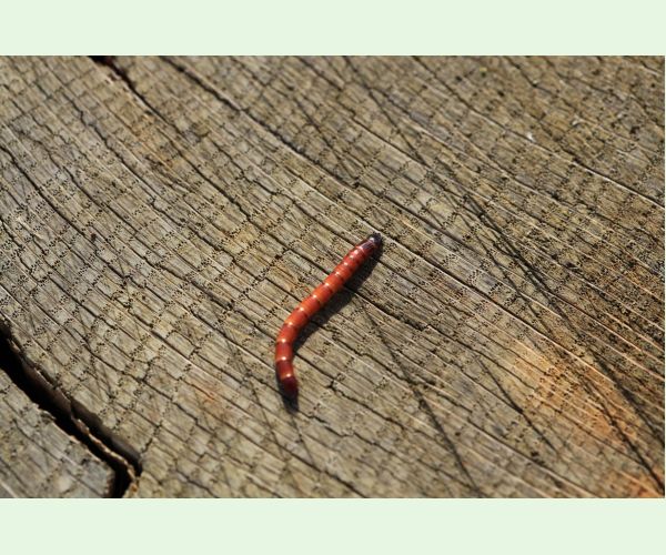 Kováčikovité Elateridae