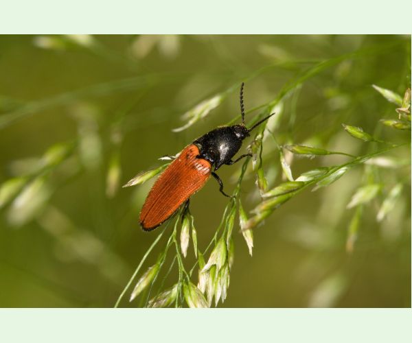 Kováčikovité Elateridae