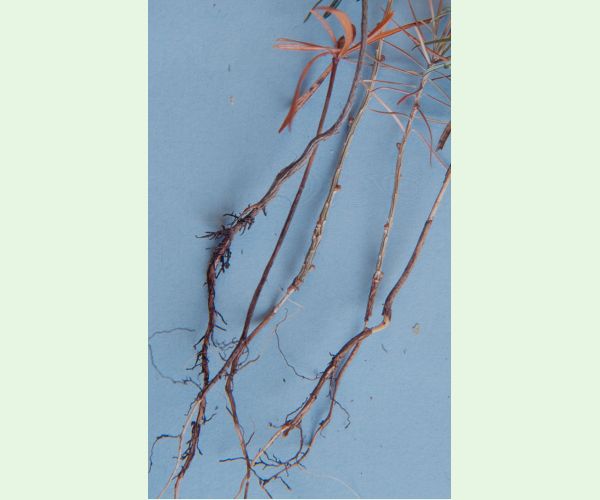 Kováčikovité Elateridae