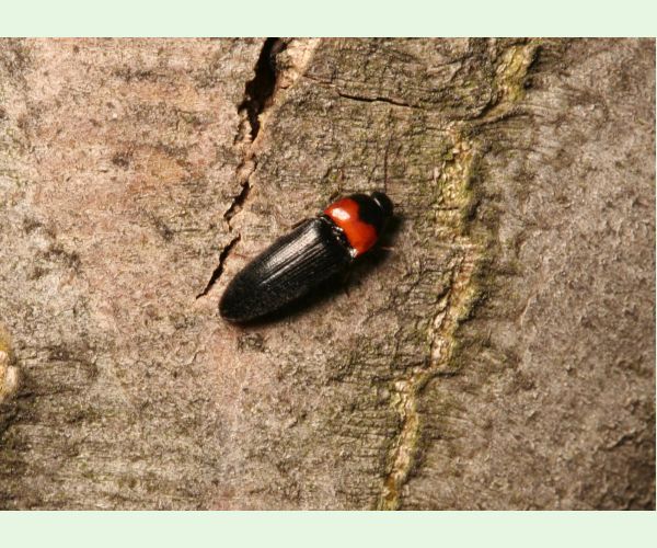 Kováčikovité Elateridae