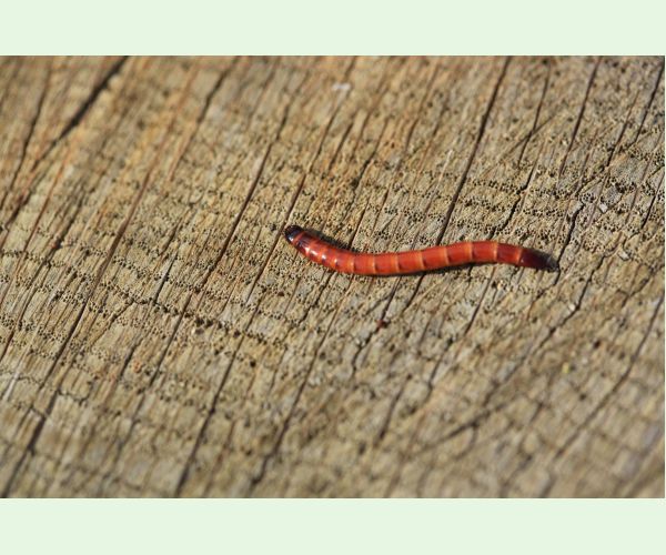 Kováčikovité Elateridae