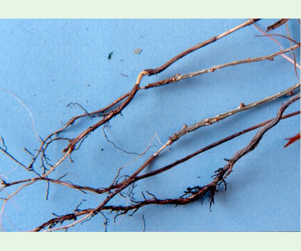 Kováčikovité Elateridae