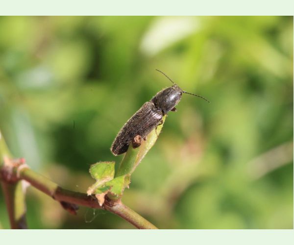 Kováčikovité Elateridae