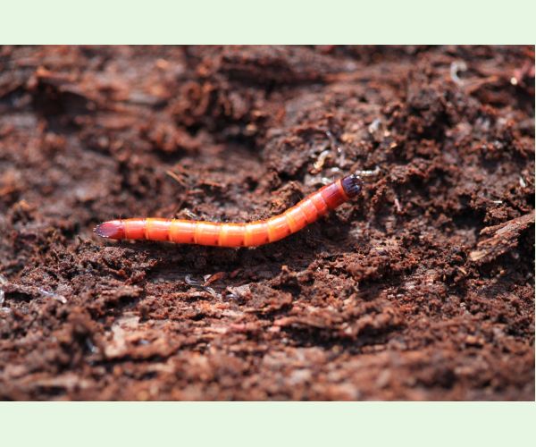 Kováčikovité Elateridae