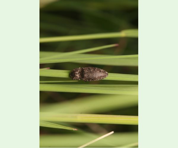 Kováčikovité Elateridae