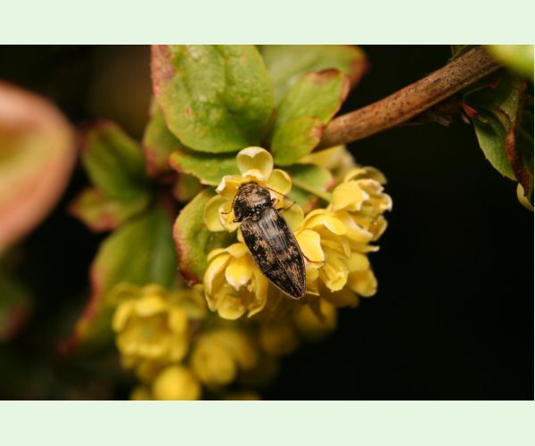 Kováčikovité Elateridae