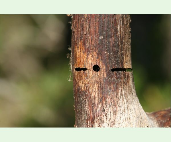 Krasoň Coraebus florentinus