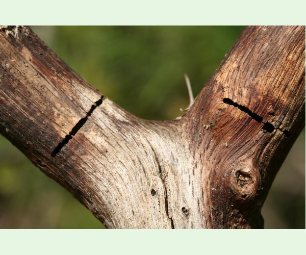 Krasoň Coraebus florentinus