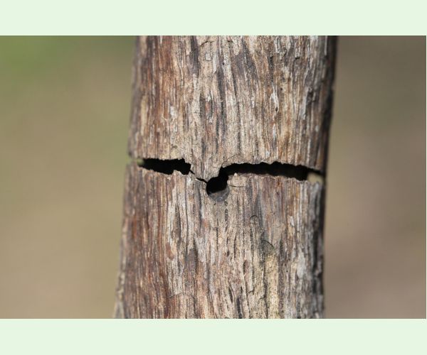 Krasoň Coraebus florentinus