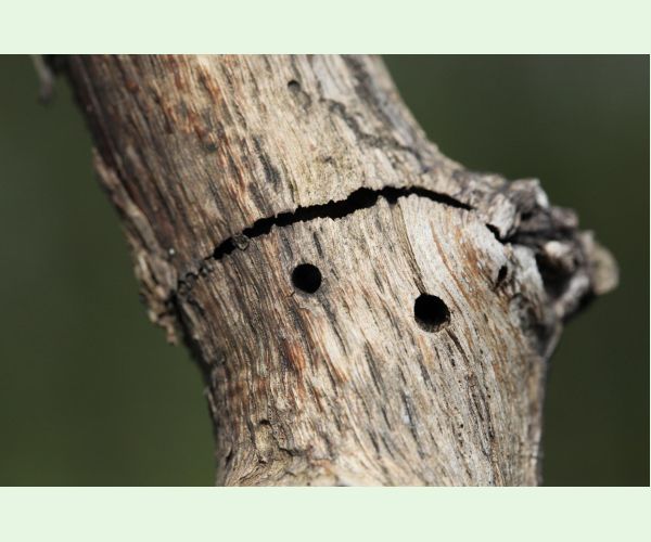 Krasoň Coraebus florentinus