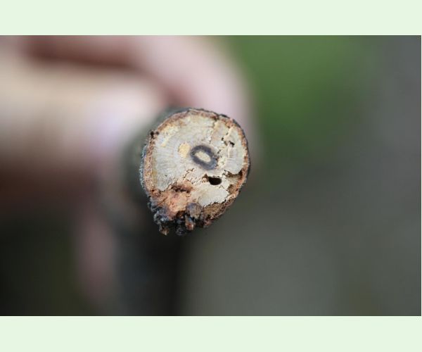 Krasoň Coraebus florentinus