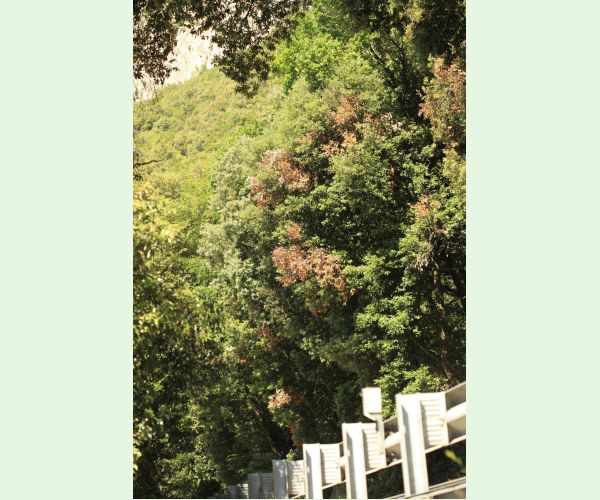 Krasoň Coraebus florentinus