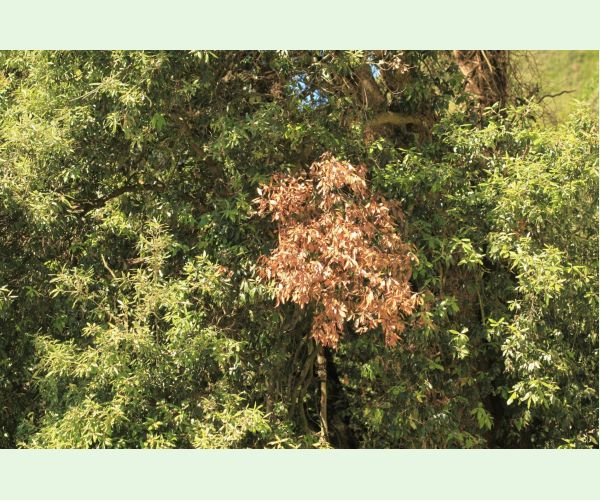 Krasoň Coraebus florentinus