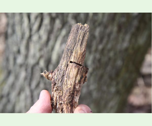 Krasoň Coraebus florentinus