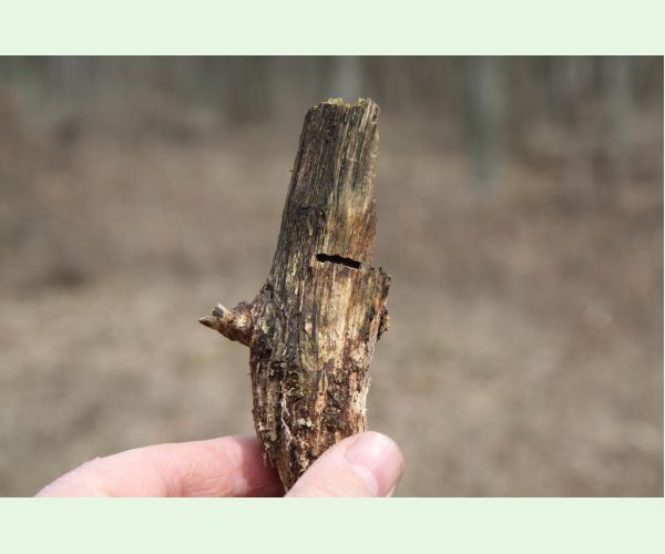 Krasoň Coraebus florentinus