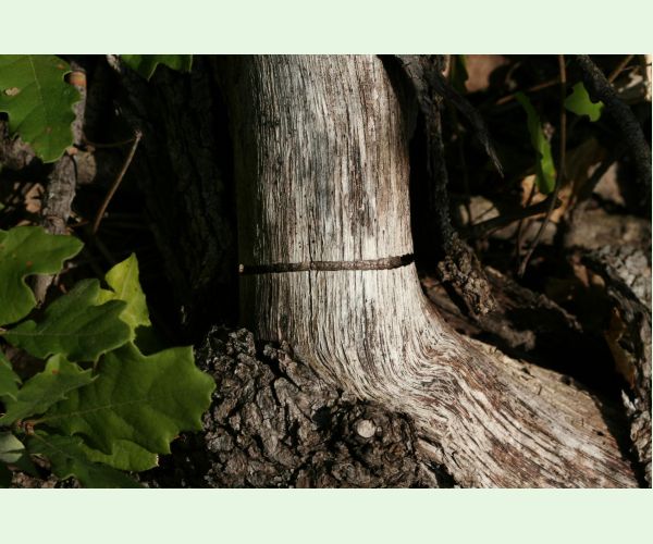 Krasoň Coraebus florentinus