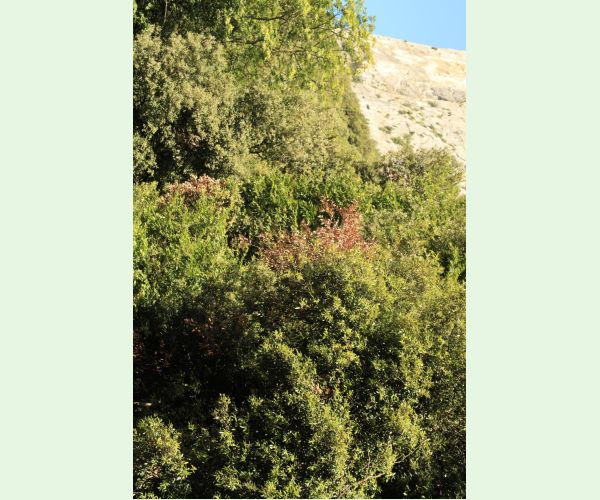 Krasoň Coraebus florentinus