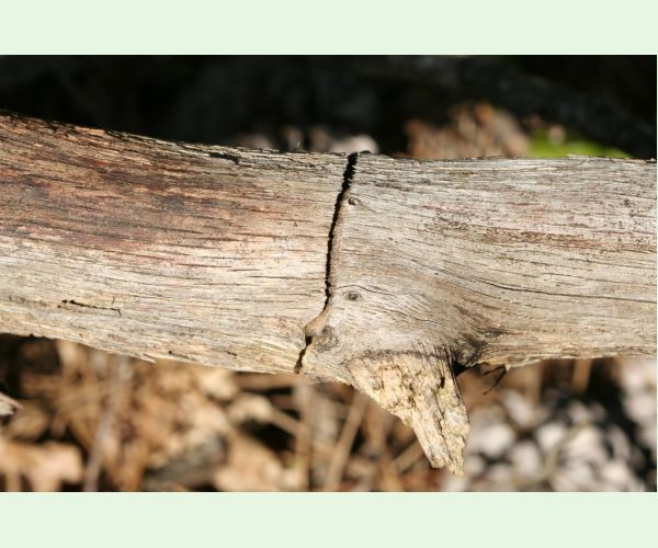 Krasoň Coraebus florentinus