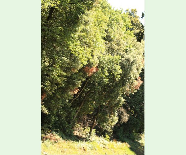 Krasoň Coraebus florentinus