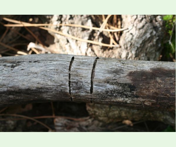 Krasoň Coraebus florentinus