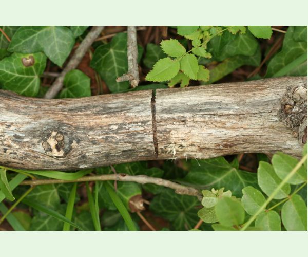 Krasoň Coraebus florentinus