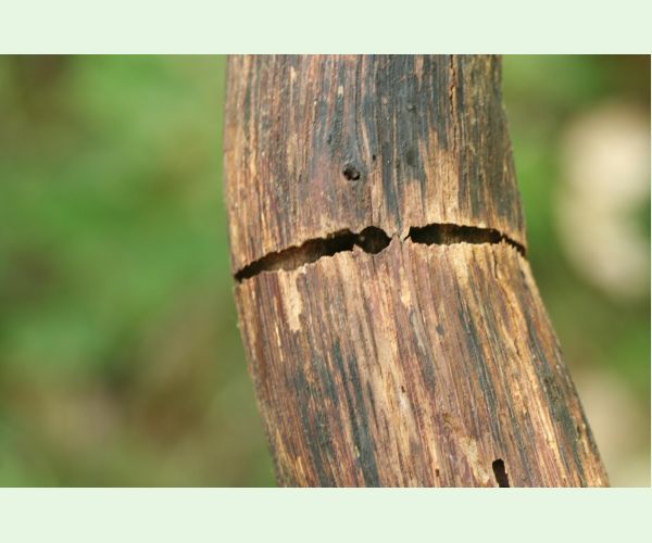 Krasoň Coraebus florentinus