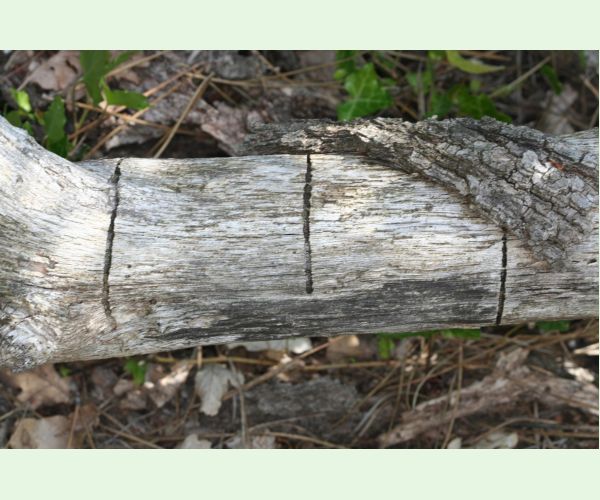 Krasoň Coraebus florentinus