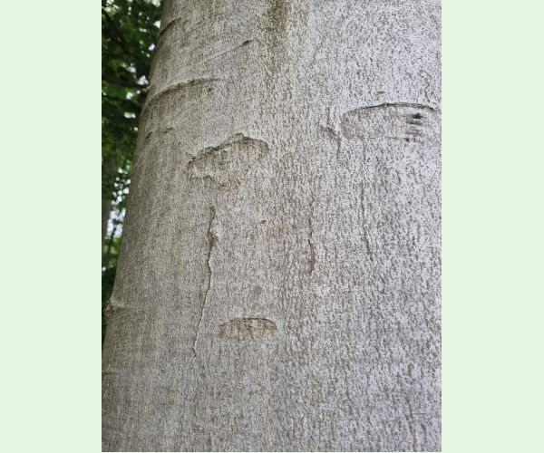 Drobník Ectoedemia liebwerdella