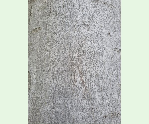 Drobník Ectoedemia liebwerdella