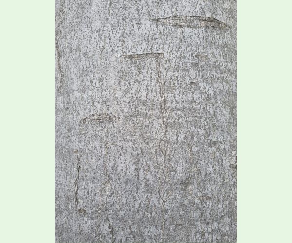 Drobník Ectoedemia liebwerdella