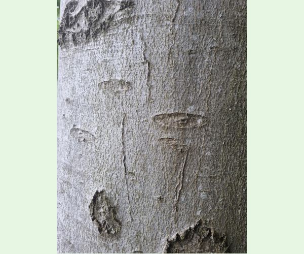 Drobník Ectoedemia liebwerdella