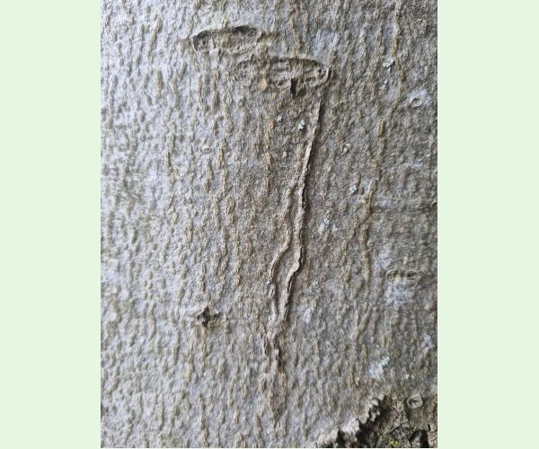 Drobník Ectoedemia liebwerdella