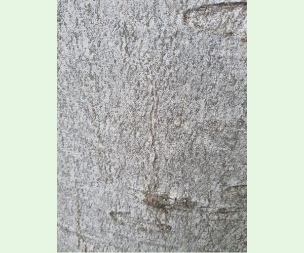 Drobník Ectoedemia liebwerdella