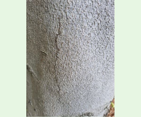 Drobník Ectoedemia liebwerdella