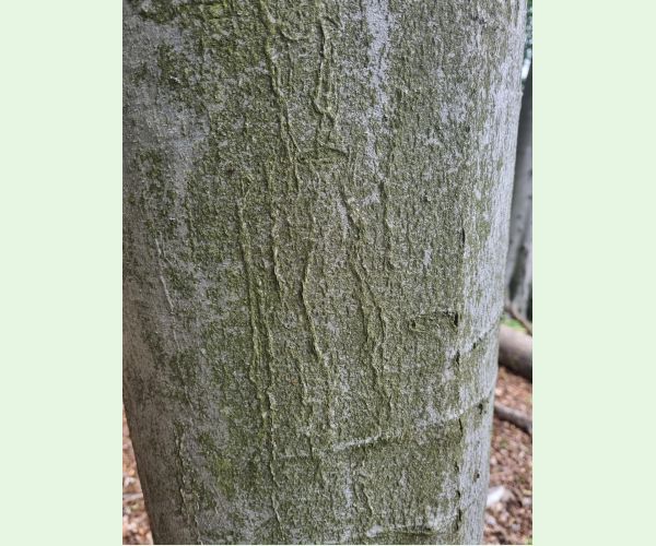 Drobník Ectoedemia liebwerdella