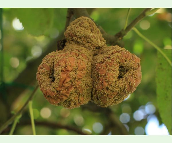 Moníliová hniloba jadrovín