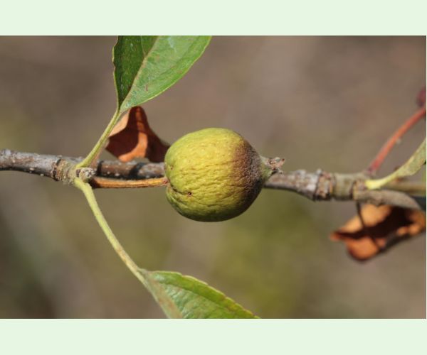 Moníliová hniloba jadrovín