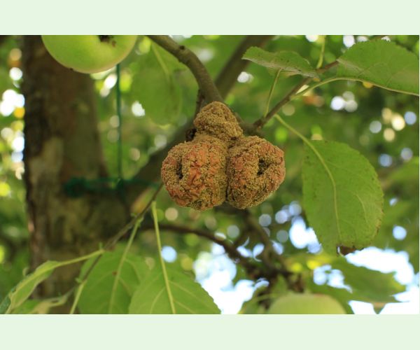 Moníliová hniloba jadrovín