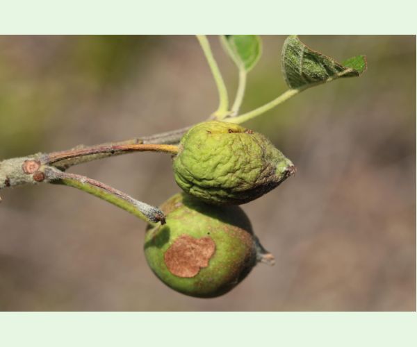 Moníliová hniloba jadrovín