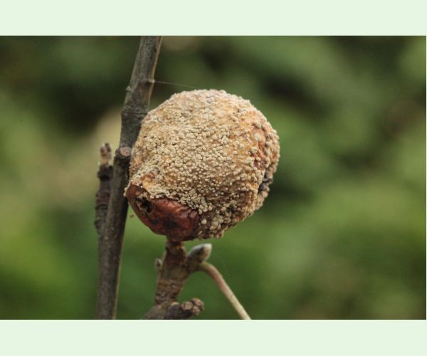 Moníliová hniloba jadrovín