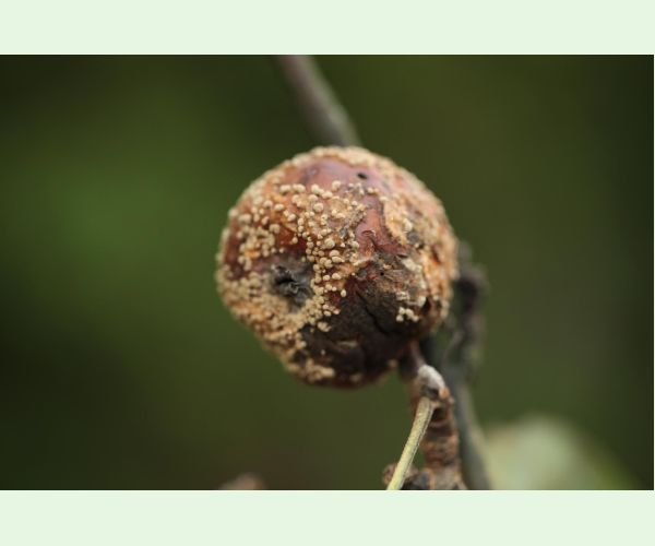 Moníliová hniloba jadrovín