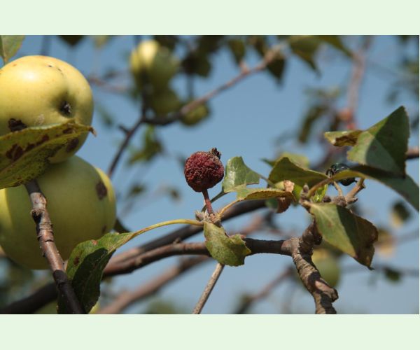 Moníliová hniloba jadrovín